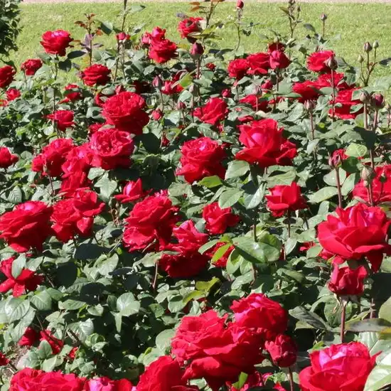 Trandafir cu parfum intens - Trandafiri - Liebeszauber 91® - 